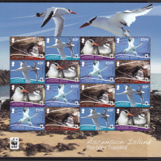 Ascension 2011 fauna pasari MI 1155-58 kleib. MNH w36