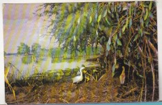 bnk cp Tulcea - Muzeul Delta Dunarii - Diorama - Pasari - necirculata