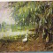 bnk cp Tulcea - Muzeul Delta Dunarii - Diorama - Pasari - necirculata