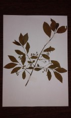 IERBAR SCOLAR 10 PLANTE otravitoare/ medicinale FLORI, FRUNZE, RADACINA, FLORI foto