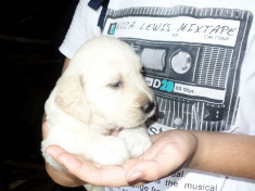 Caini Golden Retriever foto