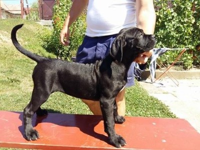 Vand Schimb Pui Cane Corso Arhiva Okaziiro