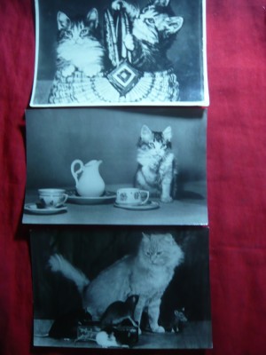 3 Ilustrate - PISICI cca.1956 URSS foto