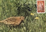 5158 - Carte maxima Romania 1985 - fauna - pasari