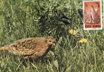 5158 - Carte maxima Romania 1985 - fauna - pasari foto
