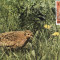 5158 - Carte maxima Romania 1985 - fauna - pasari