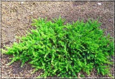 Juniperus Green Mantle ? ienupar tarator verde foto