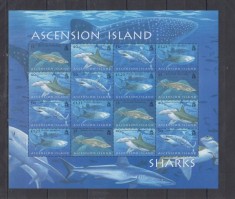 ASCENSION ISLANDS 2006 FAUNA MARINA RECHINI foto