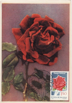 5222 - Carte maxima Romania 1981 - flora foto