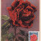 5222 - Carte maxima Romania 1981 - flora