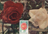 5216 - Carte maxima Romania 1981 - flora