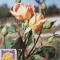 5209 - Carte maxima Romania 1981 - flora