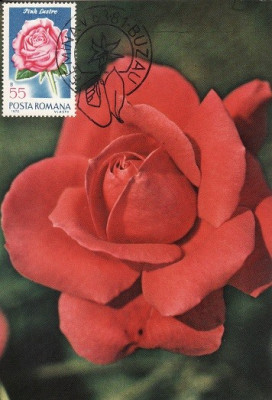 5215 - Carte maxima Romania 1981 - flora foto