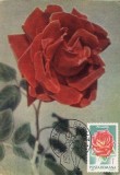 5221 - Carte maxima Romania 1981 - flora