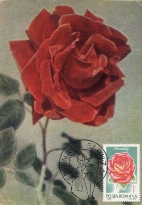 5221 - Carte maxima Romania 1981 - flora foto