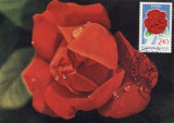 5227 - Carte maxima Romania 1981 - flora