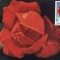 5227 - Carte maxima Romania 1981 - flora