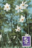 5197 - Carte maxima Romania 1983 - flora