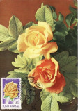 5210 - Carte maxima Romania 1981 - flora