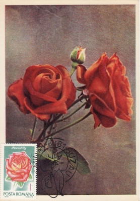 5220 - Carte maxima Romania 1981 - flora foto