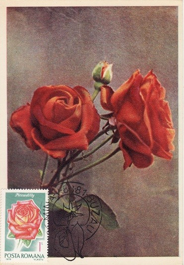 5220 - Carte maxima Romania 1981 - flora