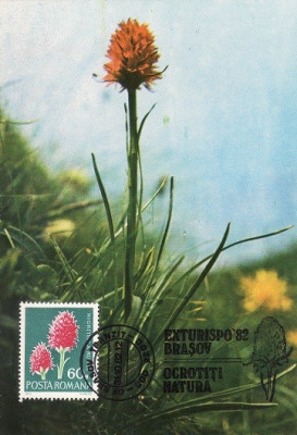 5198 - Carte maxima Romania 1982 - flora foto