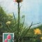 5198 - Carte maxima Romania 1982 - flora
