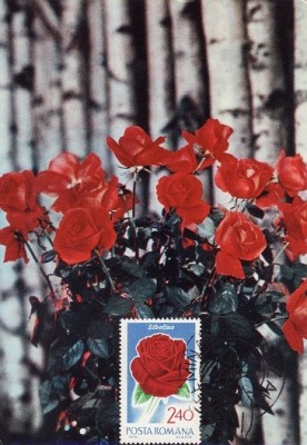 5225 - Carte maxima Romania 1981 - flora foto
