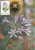 5201 - Carte maxima Romania 1983 - flora