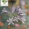 5201 - Carte maxima Romania 1983 - flora
