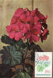 5202 - Carte maxima Romania 1981 - flora