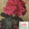 5202 - Carte maxima Romania 1981 - flora