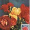 5224 - Carte maxima Romania 1981 - flora