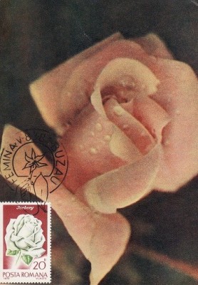 5207 - Carte maxima Romania 1981 - flora foto