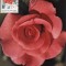 5223 - Carte maxima Romania 1981 - flora