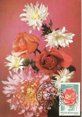5219 - Carte maxima Romania 1981 - flora foto