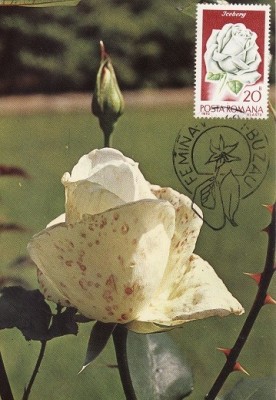5206 - Carte maxima Romania 1981 - flora foto