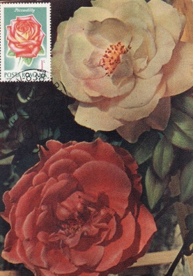 5218 - Carte maxima Romania 1981 - flora foto