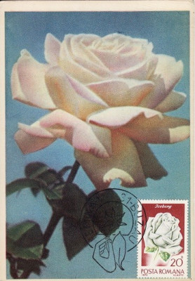 5208 - Carte maxima Romania 1981 - flora foto