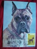 Maxima Caini Boxer Expo Canis Craiova 1981, Timbre Maximafilie FDC, Colectie Caini