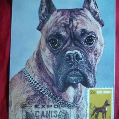 Maxima - Caine - Boxer - Expo- Canis Craiova 1981