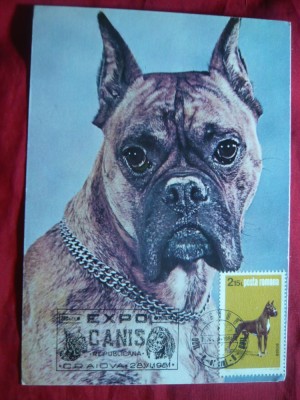 Maxima - Caine - Boxer - Expo- Canis Craiova 1981 foto