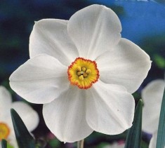 BULBI DE NARCISE (NARCISSUS) ? POETICUS ACTAEA 12/14 foto