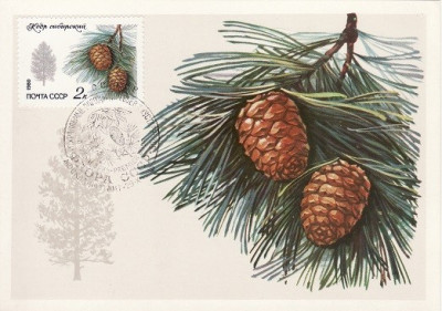 5282 - Carte maxima Rusia 1980 foto