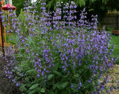 Salvia officinalis foto