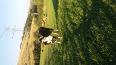 vaca de vanzare (Ion) foto