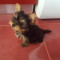 Fetita yorkshire terrier toy 8 saptamani