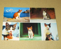 Pisici - animale - Grecia - 2+1 gratis - RBK17290 foto