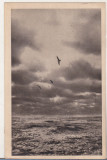 Bnk cp Constanta - Peisaj marin - circulata 1956, Printata