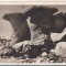 bnk cp Muntii Bucegi - Babele - uzata 1953